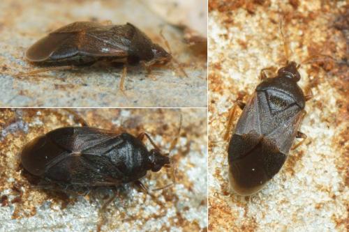 Cardiastethus nazarenus